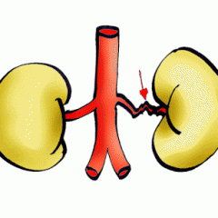 https://www.nfmidwest.org/wp-content/uploads/2017/04/lungs-240x240.gif