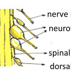 https://www.nfmidwest.org/wp-content/uploads/2017/07/english-spine-240x240.jpg